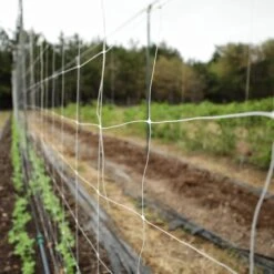 Trellis Netting | 6" Mesh(Trellis Netting 6 Mesh) 15 Trellis Netting | 6" Mesh(Trellis Netting 6 Mesh) -Pepper Joe shop PlasticTrellisNet 7