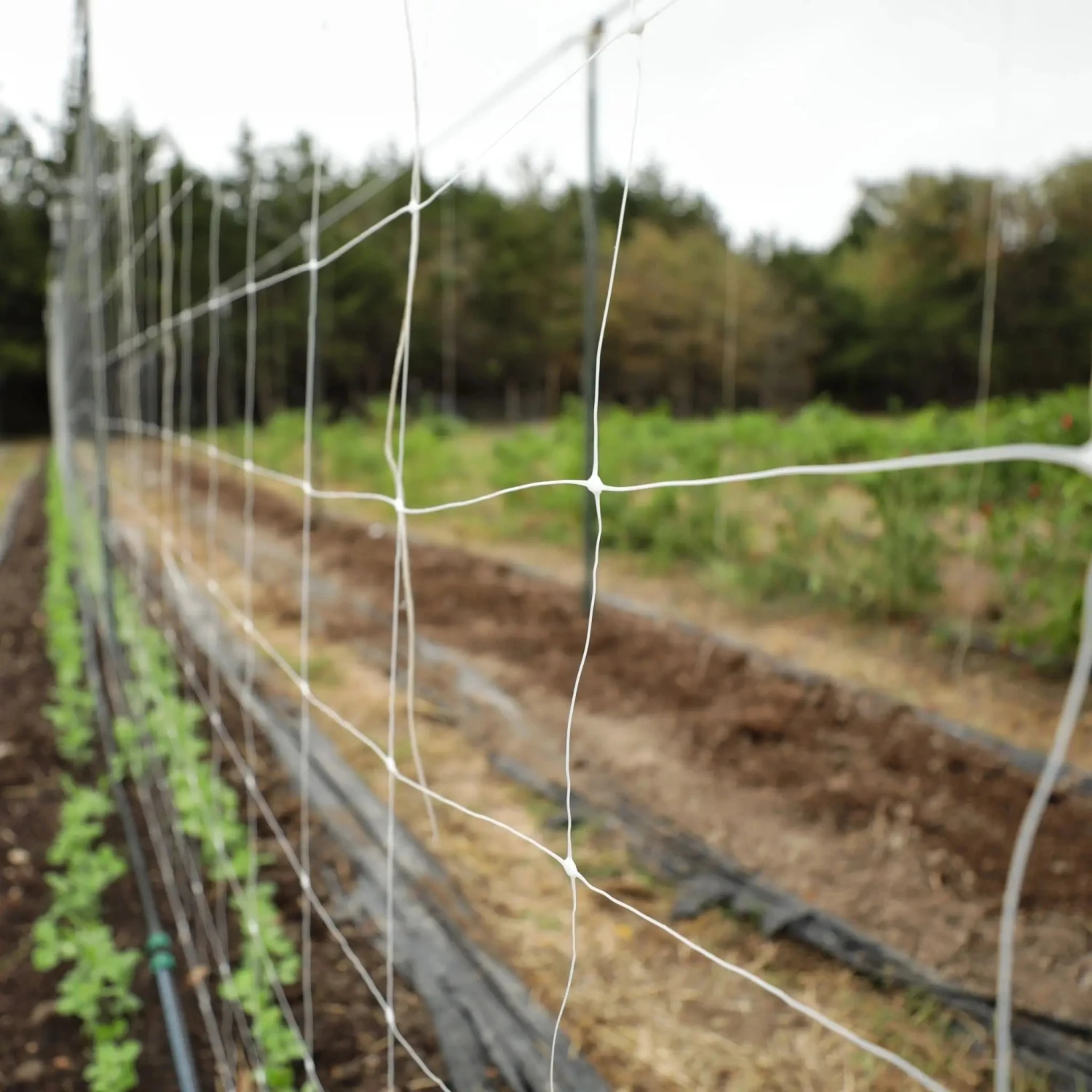 Trellis Netting | 6" Mesh(Trellis Netting 6 Mesh) 9 Trellis Netting | 6" Mesh(Trellis Netting 6 Mesh) - Image 7