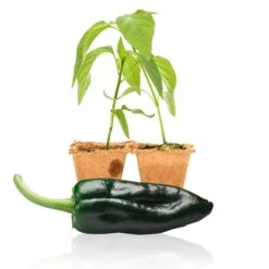 Ancho Poblano Pepper Plants(Poblano Pepper Live Plants)