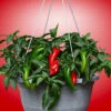 Pot-a-Peno Pepper Seeds(Pot A Peno Pepper Seeds)