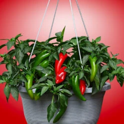 Pot-a-Peno Pepper Seeds(Pot A Peno Pepper Seeds)