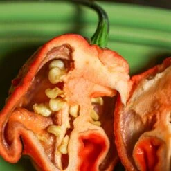 Purple Death Pepper Seeds(Purple Death Pepper Seeds) -Pepper Joe shop Purple Death.03