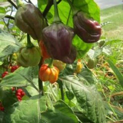 Purple Ghost Scorpion Pepper Seeds(Purple Ghost Scorpion Pepper Seeds) -Pepper Joe shop Purple Ghost Scorpion Pepper.01