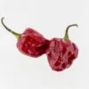 Purple Ghost Scorpion Pepper Seeds(Purple Ghost Scorpion Pepper Seeds) 2 Purple Ghost Scorpion Pepper Seeds(Purple Ghost Scorpion Pepper Seeds) -Pepper Joe shop Purple Ghost Scorpion.01