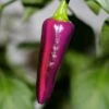 Purple Tiger Pepper Seeds(Purple Tiger Pepper Seeds) -Pepper Joe shop Purple Tiger