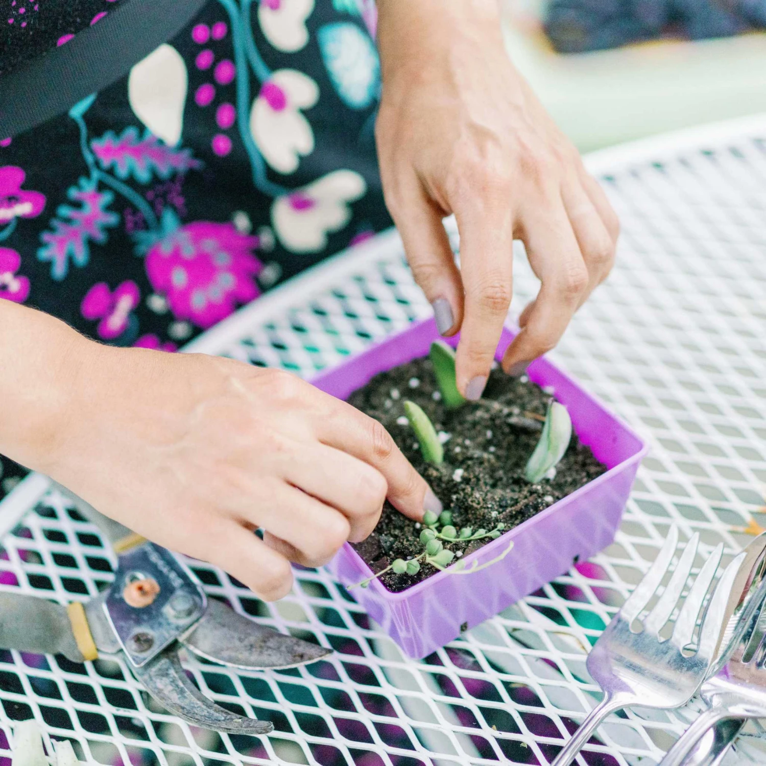 5x5 Grow Trays - Extra Strength Inserts(5x5 Grow Trays Extra Strength Inserts) 14 5x5 Grow Trays - Extra Strength Inserts(5x5 Grow Trays Extra Strength Inserts) - Image 12