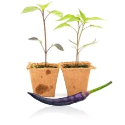 Purple Cayenne Pepper Live Plants - Rare Sweet & Spicy Garden Seedlings