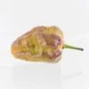 Purple Ghost Pepper Seeds(Bhut Jolokia Purple Pepper Seeds) -Pepper Joe shop PurpleGhost