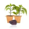 Purple Peach Carolina Reaper Live Pepper Plants - 2 Pack Super Hot Chili -Pepper Joe shop PurpleReaper db4a27a0 27d6 4c27 865b 58687a375167