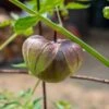 Purple De Milpa Tomatillo Seeds(Purple De Milpa Tomatillo Seeds)