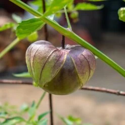 Purple De Milpa Tomatillo Seeds(Purple De Milpa Tomatillo Seeds)