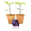 Purple UFO Pepper Plants(Purple Ufo Pepper Plant Seedlings)