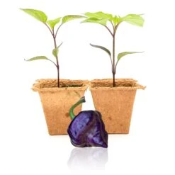 Purple UFO Pepper Plants(Purple Ufo Pepper Plant Seedlings)
