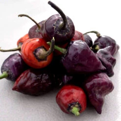 Purple UFO Pepper Seeds(Purple Ufo Pepper Seeds) -Pepper Joe shop PurpleUFOpile