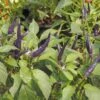 Purple Cayenne Pepper Seeds(Cayenne Purple Pepper Seeds) -Pepper Joe shop Purple Cayenne Pepper.01