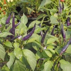 Purple Cayenne Pepper Seeds(Cayenne Purple Pepper Seeds)
