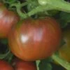 Darkstar Hybrid Tomato Seeds(Darkstar Hybrid Tomato Seeds) -Pepper Joe shop RESIZED EDITED3 43f2226d 2cb0 4a19 b8b9 25146b4048c6