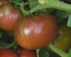 Darkstar Hybrid Tomato Seeds(Darkstar Hybrid Tomato Seeds)