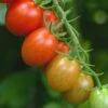 Sugar Rush Hybrid Tomato Seeds(Sugar Rush Hybrid Tomato Seeds) 1 Sugar Rush Hybrid Tomato Seeds(Sugar Rush Hybrid Tomato Seeds) -Pepper Joe shop RESIZED EDITED 2f4795d3 d840 4d33 9f1d 6689a726e7b6