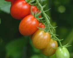 Sugar Rush Hybrid Tomato Seeds(Sugar Rush Hybrid Tomato Seeds)
