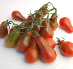 Chocolate Pear Tomato Seeds(Chocolate Pear Tomato Seeds)
