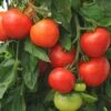 Homeslice Hybrid Tomato Seeds(Homeslice Hybrid Tomato Seeds) 2 Homeslice Hybrid Tomato Seeds(Homeslice Hybrid Tomato Seeds) -Pepper Joe shop RESIZED EDITED bed38b81 c4be 4315 9f9c 40482e8b346f