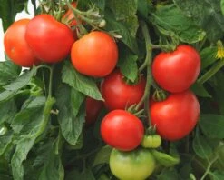 Homeslice Hybrid Tomato Seeds(Homeslice Hybrid Tomato Seeds)