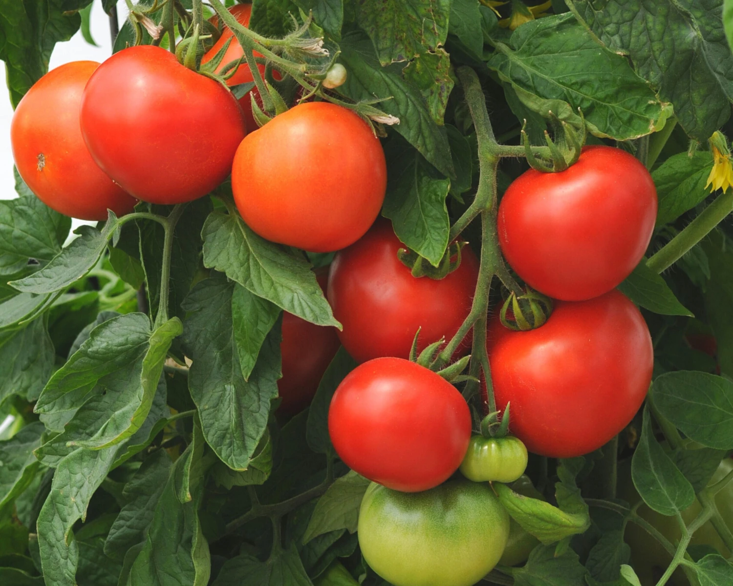 Homeslice Hybrid Tomato Seeds(Homeslice Hybrid Tomato Seeds) 3 Homeslice Hybrid Tomato Seeds(Homeslice Hybrid Tomato Seeds)
