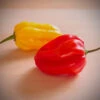 Rainbow Scotch Bonnet Pepper Seed Collection(Scotch Bonnet Rainbow Collection) 1 Rainbow Scotch Bonnet Pepper Seed Collection(Scotch Bonnet Rainbow Collection) -Pepper Joe shop Rainbow Scotch Bonnet Pepper Seed Collection.03