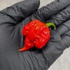Reaper Madness Pepper Seed Collection(Reaper Madness 4 Pack) -Pepper Joe shop Reaper Madness Pepper Seed Collection.03