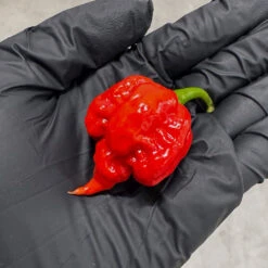 Reaper Madness Pepper Seed Collection(Reaper Madness 4 Pack)