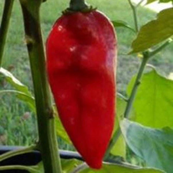 Red Devils Tongue Pepper Seeds(Red Devils Tongue) 4 Red Devils Tongue Pepper Seeds(Red Devils Tongue) - Image 2