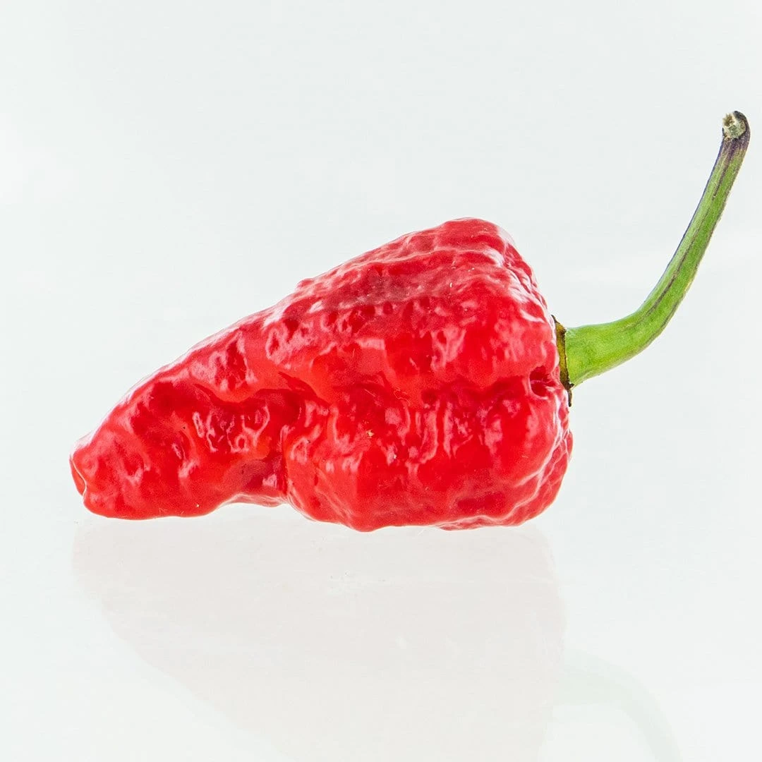 Red Naga Brain Pepper Seeds(Red Naga Brain Pepper Seeds) 3 Red Naga Brain Pepper Seeds(Red Naga Brain Pepper Seeds)