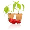 Red Peter Pepper Live Plants - Rare Novelty Spicy Garden Seedlings 1 Red Peter Pepper Live Plants - Rare Novelty Spicy Garden Seedlings -Pepper Joe shop RedPeter