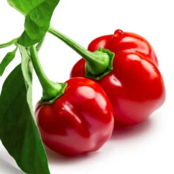 Red Savina Habanero Pepper Seeds(Red Savina) 15 Red Savina Habanero Pepper Seeds(Red Savina) -Pepper Joe shop RedSavina