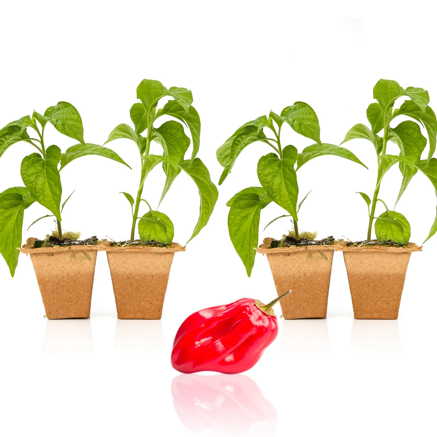 Red Savina Habanero Live Plants - Premium Hot Pepper Seedlings 4 Red Savina Habanero Live Plants - Premium Hot Pepper Seedlings - Image 2