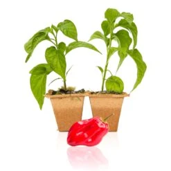 Red Savina Habanero Live Plants - Premium Hot Pepper Seedlings