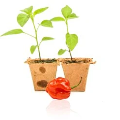 Live Red Scotch Bonnet Pepper Plants - High-Yield Caribbean Chili Seedlings