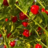 Red Savina Habanero Pepper Seeds(Red Savina) 2 Red Savina Habanero Pepper Seeds(Red Savina) -Pepper Joe shop Red Savina Habanero Pepper.01