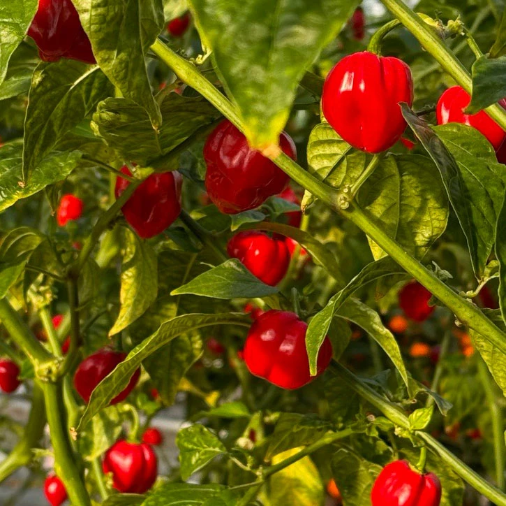 Red Savina Habanero Pepper Seeds(Red Savina) 3 Red Savina Habanero Pepper Seeds(Red Savina)