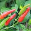 Rooster Spur Pepper Seeds(Rooster Spur Pepper Seeds) -Pepper Joe shop Rooster Spur