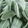 Sage Garden Salvia Seeds(Sage Garden Salvia Seeds) -Pepper Joe shop Sage