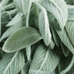 Sage Garden Salvia Seeds(Sage Garden Salvia Seeds)