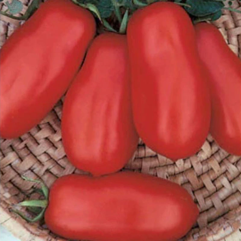 San Marzano Tomato Seeds(San Marzano Tomato Seeds) 3 San Marzano Tomato Seeds(San Marzano Tomato Seeds)