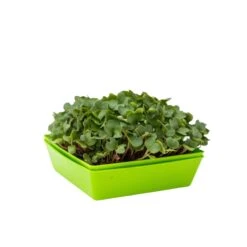 5X5 Shallow Microgreen Trays(5x5 Shallow Microgreen Trays) 31 5X5 Shallow Microgreen Trays(5x5 Shallow Microgreen Trays) -Pepper Joe shop Shallow5x5Green