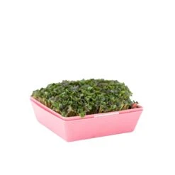 5X5 Shallow Microgreen Trays(5x5 Shallow Microgreen Trays) 25 5X5 Shallow Microgreen Trays(5x5 Shallow Microgreen Trays) -Pepper Joe shop Shallow5x5Pink