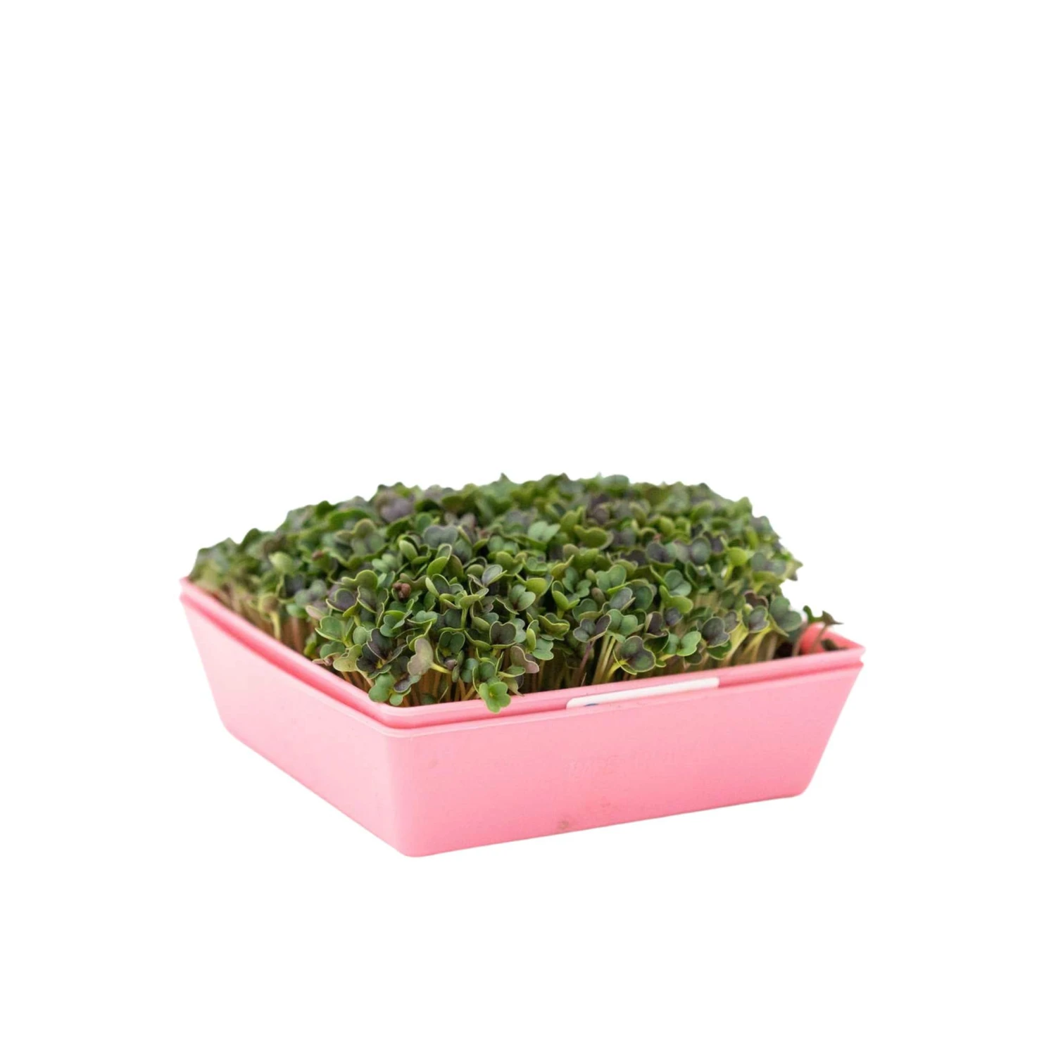 5X5 Shallow Microgreen Trays(5x5 Shallow Microgreen Trays) 6 5X5 Shallow Microgreen Trays(5x5 Shallow Microgreen Trays) - Image 4