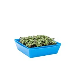 5X5 Shallow Microgreen Trays(5x5 Shallow Microgreen Trays) 28 5X5 Shallow Microgreen Trays(5x5 Shallow Microgreen Trays) -Pepper Joe shop Shallow5x5blue