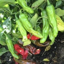 Shishito Japanese Pepper Seeds(Shishito Japanese Pepper)