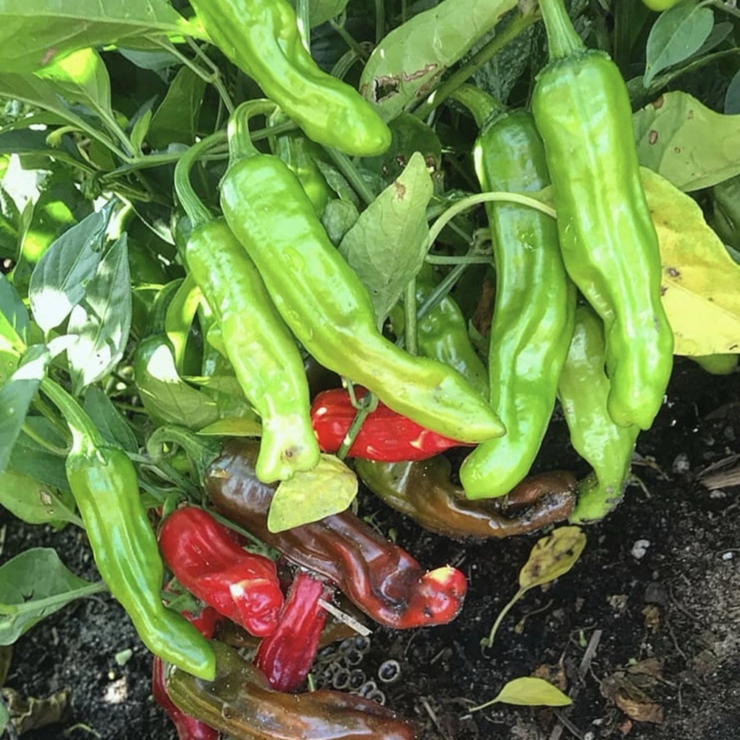 Shishito Japanese Pepper Seeds(Shishito Japanese Pepper) 3 Shishito Japanese Pepper Seeds(Shishito Japanese Pepper)